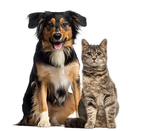 Pour Chiens & Chats
